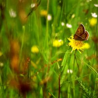Трапеза бабочки :: Yulia Polugaeva