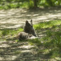 Умывание :: Дмитрий Костоусов