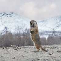 Снегу,то снегу... Рановато проснулся... :: Юрий Харченко