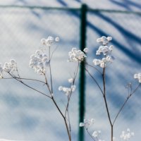 winter flower :: Yuriy P.