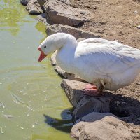 Утренние процедуры :: Елена Панькина