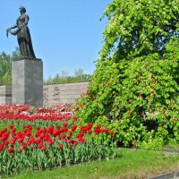 Пискарёвское кладбище после дня Победы :: максим лыков