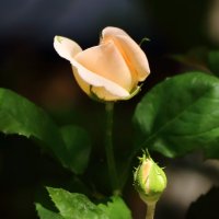 21 мая - всемирный день роз. С праздником! :: Светлана 
