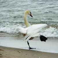 Лебеди на пляже. Кульбит. :: Маргарита Батырева