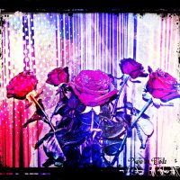 Розы :: Lady Etoile