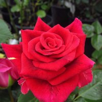 Учусь снимать розы :: Андрей Лукьянов