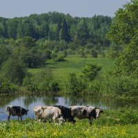 Майским днём на лугу пасутся ко... :: Владимир Максимов