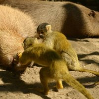 Ваше мнение,коллега?-Пациент скорее жив,чем мертв... :: Светлана Винокурова