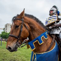 28 мая 2016 года в Любашинском парке проходил VII фестиваль "Кубок Александра Невского" :: Виктор Орехов