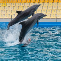 Одесский дельфинарий :: Сергей Форос