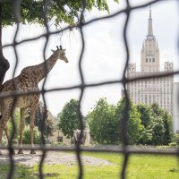 Жираф в Москве... :: Марийка 