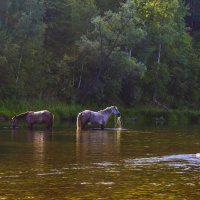 Ходят кони над рекою, ищут кони водопою... :: Альмира Юсупова
