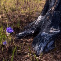 Новая жизнь :: Юрий Лутов