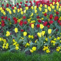 I like tulips :: Svet Lana 