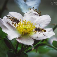 Романтический ужин на двоих :) :: Маргарита Б.