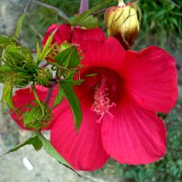 Красный цветок :: Вера Щукина