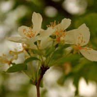 Яблочно-цветочное настроение :: Марина Мишутина