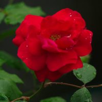 Красная роза :: Лина 
