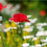 poppies_5 :: yameug _