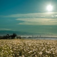 Одуванчиковое море... :: Va-Dim ...