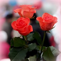 Розовые розы :: Андрей Заломленков