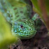 Podarcis muralis :: Владимир Шамота