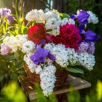 Майские цветы :: Ольга Сесина 