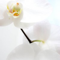 орхидея :: Евгения Вахнеева