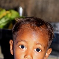 Бирманский малыш. :: Лариса Борисова