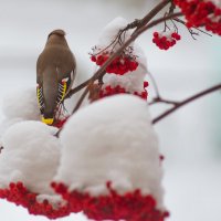 Прилетели Свиристели :: Евгений Ломко