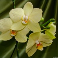 Фисташковая орхидея :: °•●Елена●•° ♀