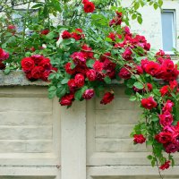 Как хороши, как свежи были розы в моем саду! ( И. Мятлев) :: Валентина ツ ღ✿ღ