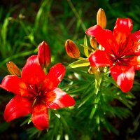 Цветы в моем саду. :: Валерий Гудков