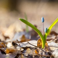 Пролеска (Scilla) в весеннем лесу :: Виталий Рыбалов