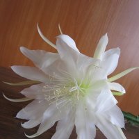 Белый кактуса цветок :: Дмитрий Никитин