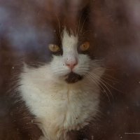cat's eyes :: Arturs Rundelis
