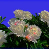 PEONY 16.10 :: Владимир Хатмулин