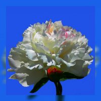 PEONY16.14 :: Владимир Хатмулин