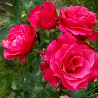 Июньские розы... :: Тамара (st.tamara)