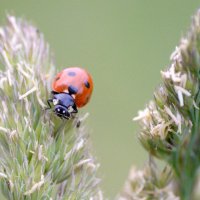 божья коровка :: Евгений Ломко