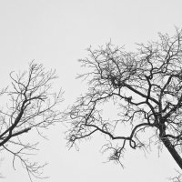 Два дерева :: Инна Шолпо