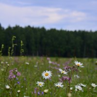 Первооснова дачного участка :: Светлана Масюкевич