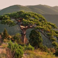 Крымская сосна :: Марина Дегтярева