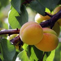 Плоды абрикосы. :: Lisitca 