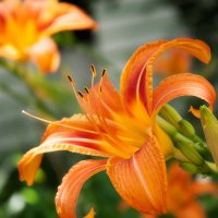 Ginger Lily :: marylika 