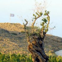 Greece. Old olive tree. :: Роман Королёв
