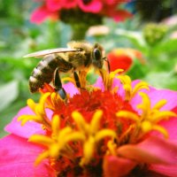 Пчелка :: Наталья Сысалетина
