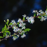 Летняя ночь :: Владимир Анакин