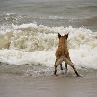 Морская собака :: Виталий Латышонок
