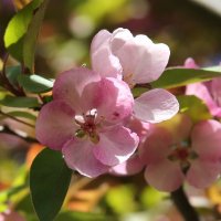 Яблоня в цвету :: Galina Kazakova
